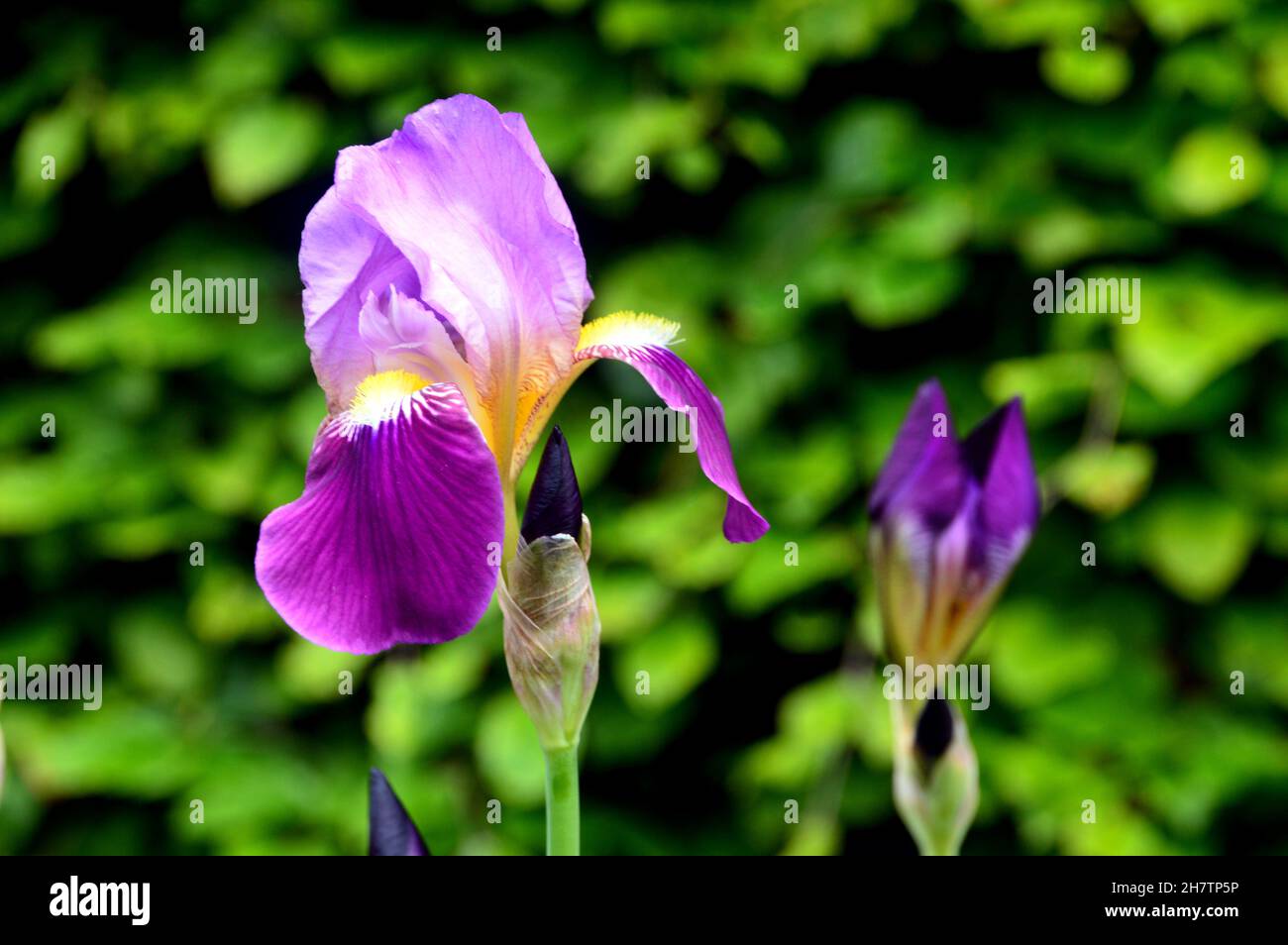 Mauve/Purple/Yellow Iris Fiori coltivati nei confini di Levens Hall & Gardens, Lake District National Park, Cumbria, Regno Unito. Foto Stock