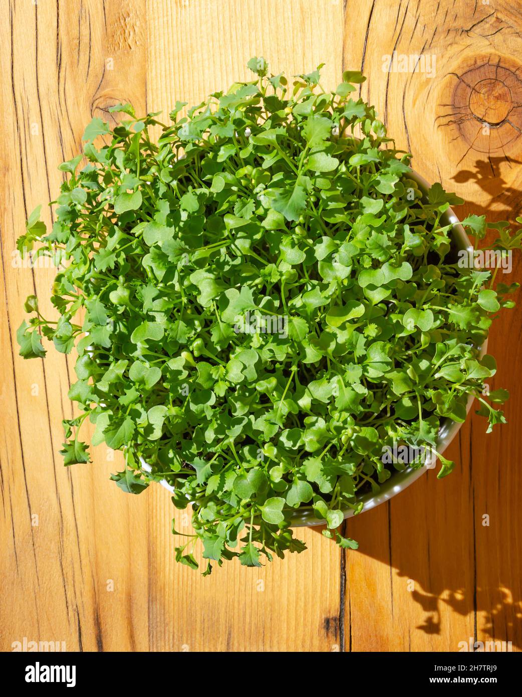 Kale microgreens, in una ciotola bianca, su un asse di legno, da vicino, dall'alto. Germogli verdi freschi di cavolo di foglia, piantine e piante giovani. Foto Stock