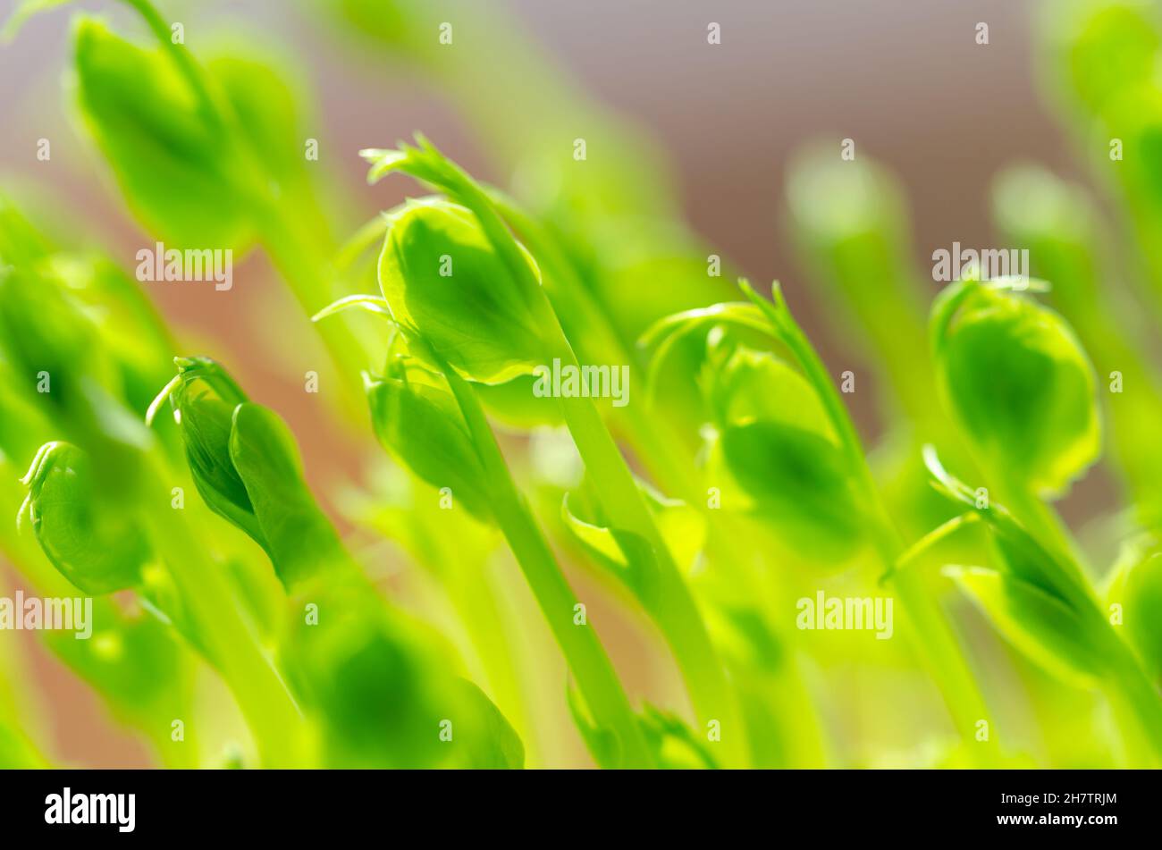 Il pisello verde scatta, vista frontale e primo piano. Microgreens e piante giovani di Pisum sativum. Piantine e germogli, usati come guarnitura o come ortaggi a foglia. Foto Stock
