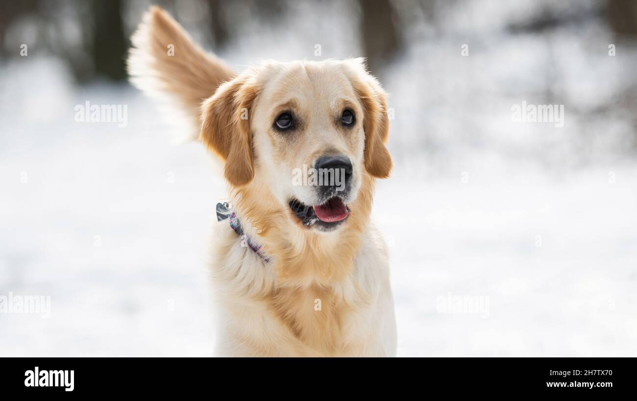 Golden retriever cane in inverno Foto Stock