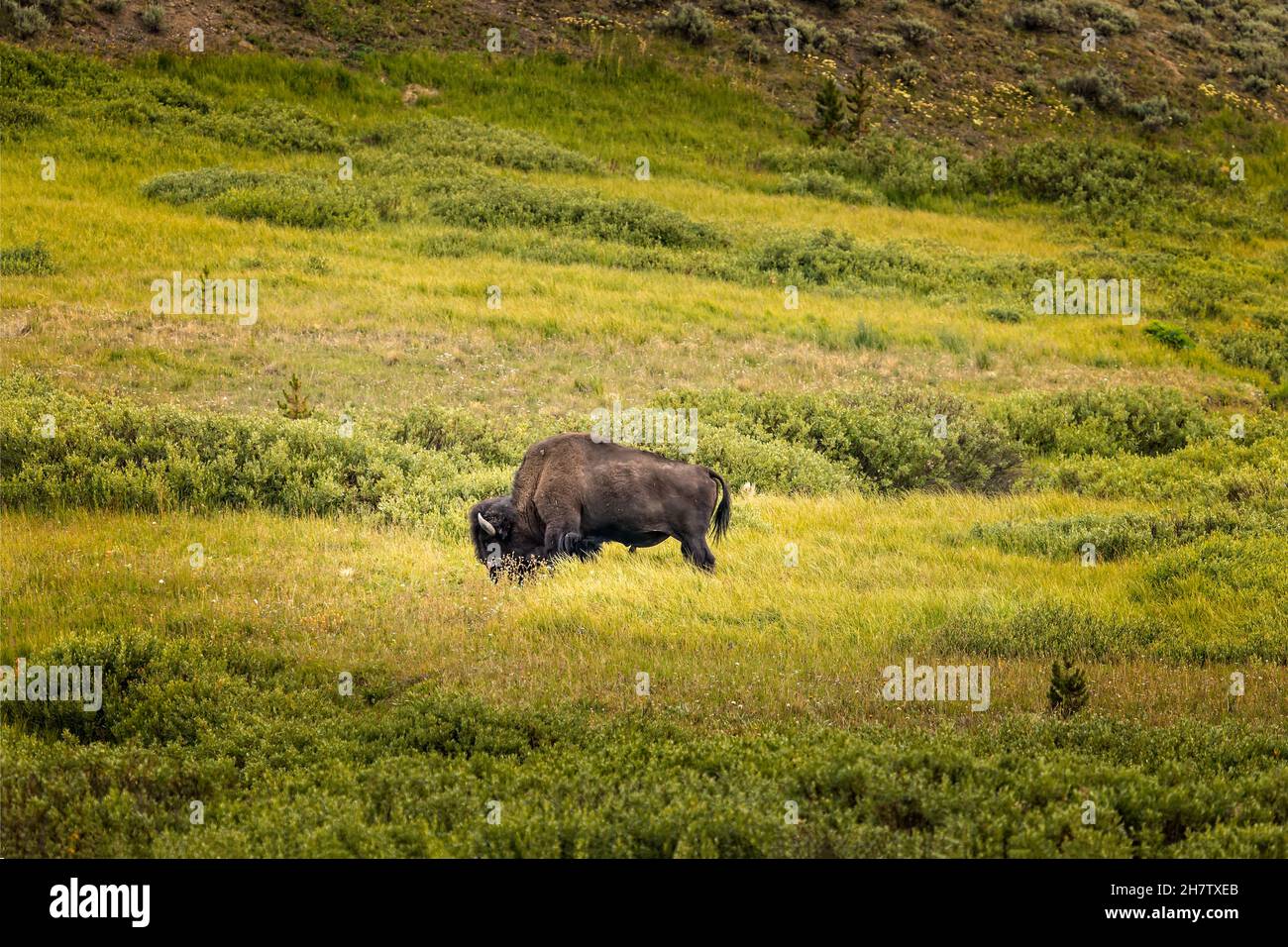 Un bisonte su un rigoglioso pascolo verde nel Parco Nazionale di Yellowstone Foto Stock