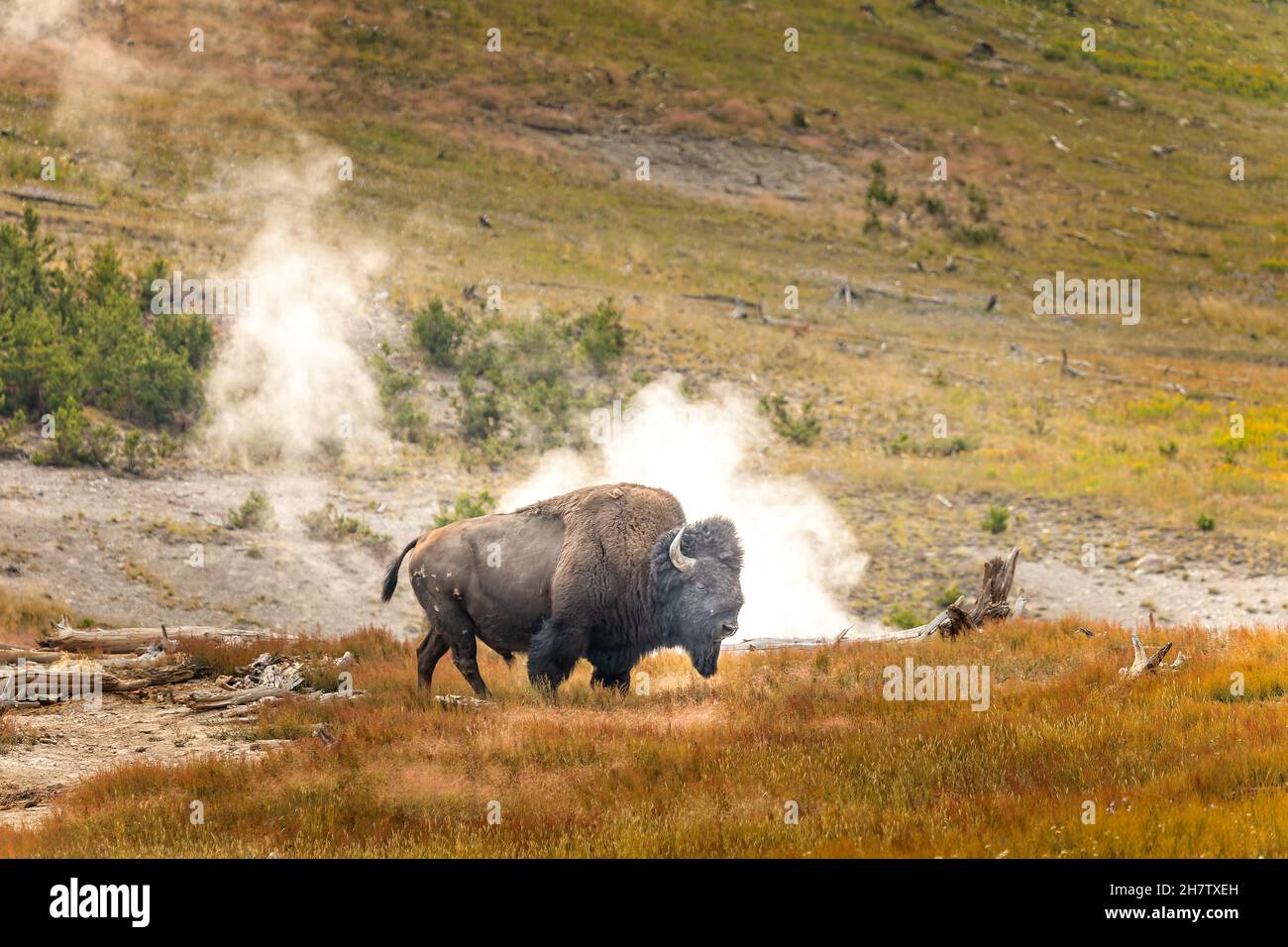 Un bisonte di fronte ai geyser nel Parco Nazionale di Yellowstone Foto Stock