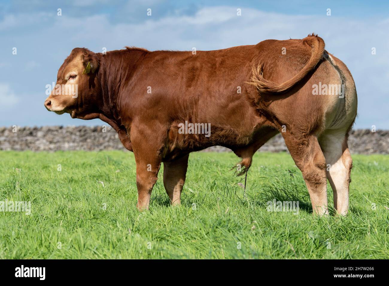 Giovane pedigree Limousin bull in altopiano pascolo, Lancashire, Regno Unito. Foto Stock