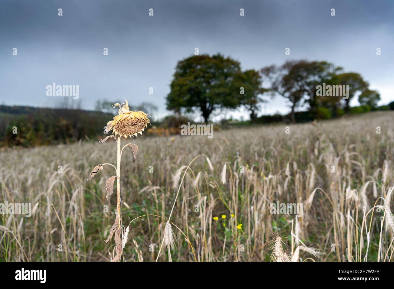 Wildflower e Bird mix piantati in un campo agricolo per incoraggiare la fauna selvatica e creare un habitat sostenibile per loro. Co. Durham, Regno Unito. Foto Stock