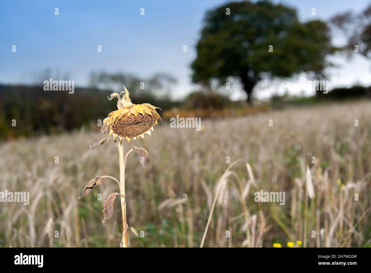 Wildflower e Bird mix piantati in un campo agricolo per incoraggiare la fauna selvatica e creare un habitat sostenibile per loro. Co. Durham, Regno Unito. Foto Stock