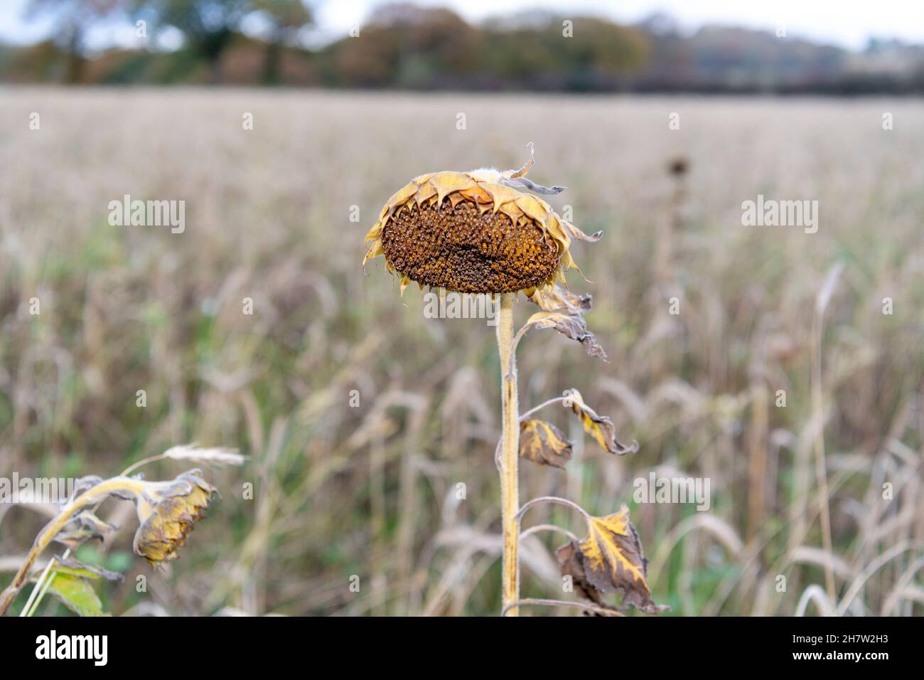 Wildflower e Bird mix piantati in un campo agricolo per incoraggiare la fauna selvatica e creare un habitat sostenibile per loro. Co. Durham, Regno Unito. Foto Stock