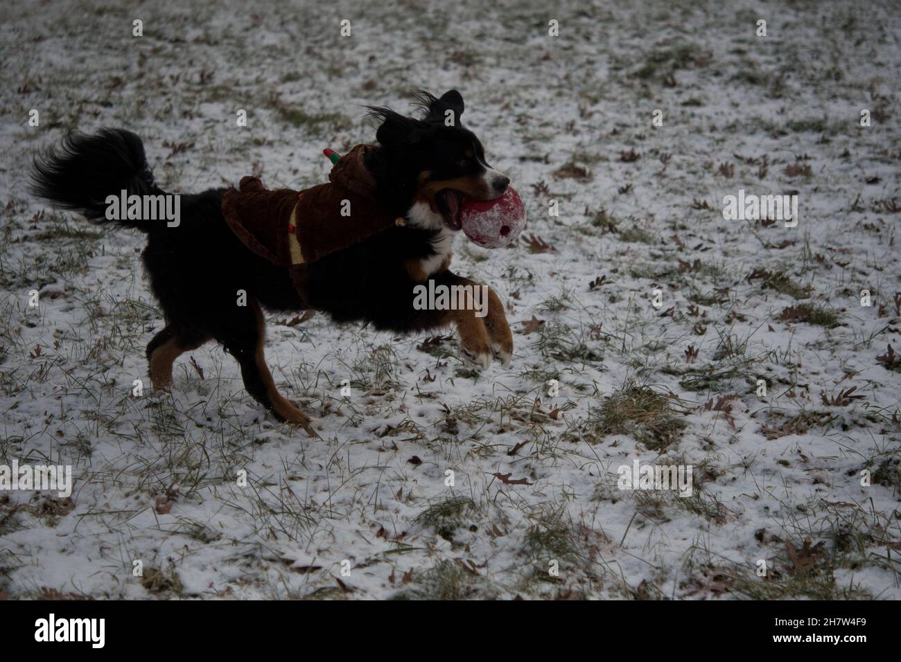 Cane di Natale sulla corsa Foto Stock