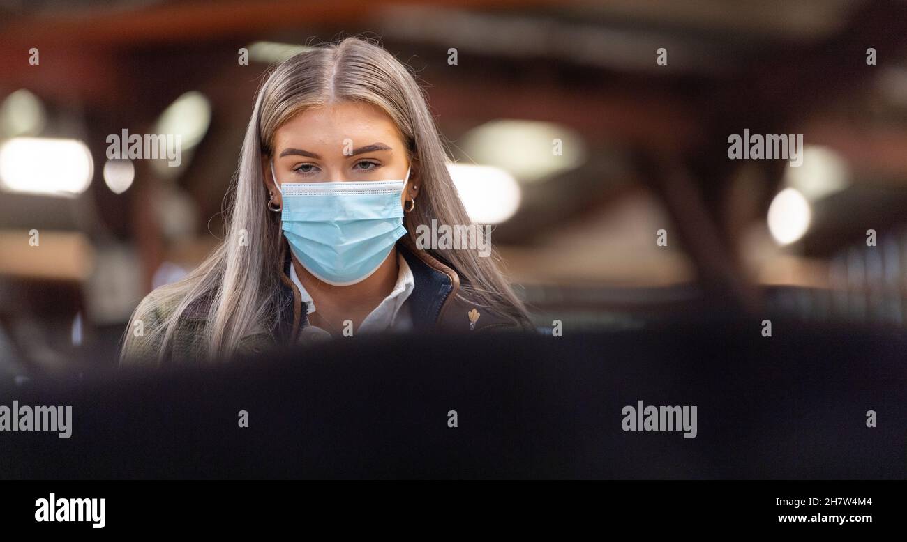 Mostrando bestiame ad una vendita di vitello di manzo, Kirkby Stephen, Cumbria, durante la pandemia di Covid-19. REGNO UNITO Foto Stock