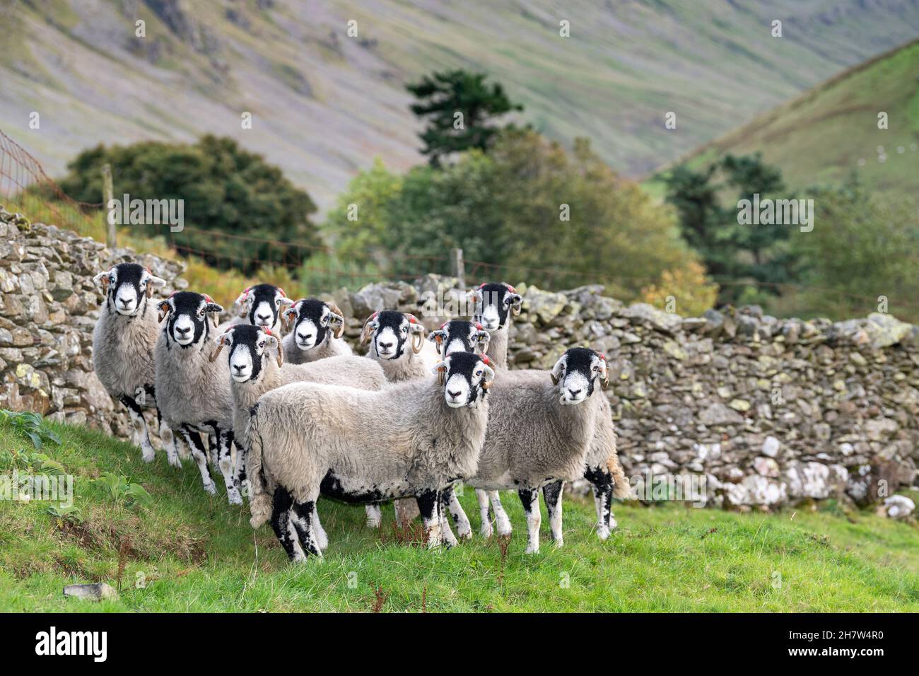 Swaledale ewes, una razza di altipiani, nel Lake District inglese. Cumbria, Regno Unito. Foto Stock