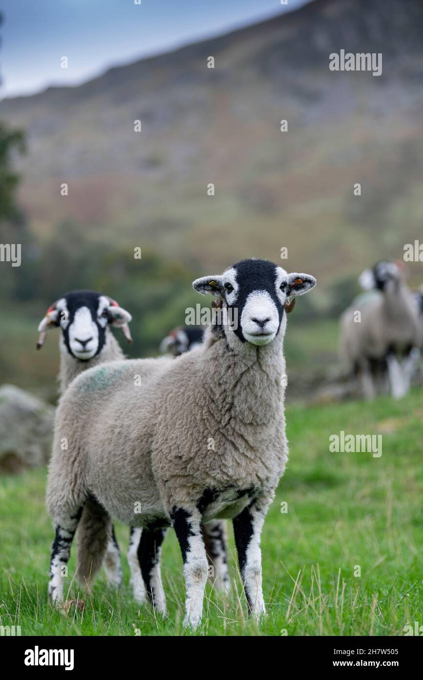 Swaledale ewes, una razza di altipiani, nel Lake District inglese. Cumbria, Regno Unito. Foto Stock