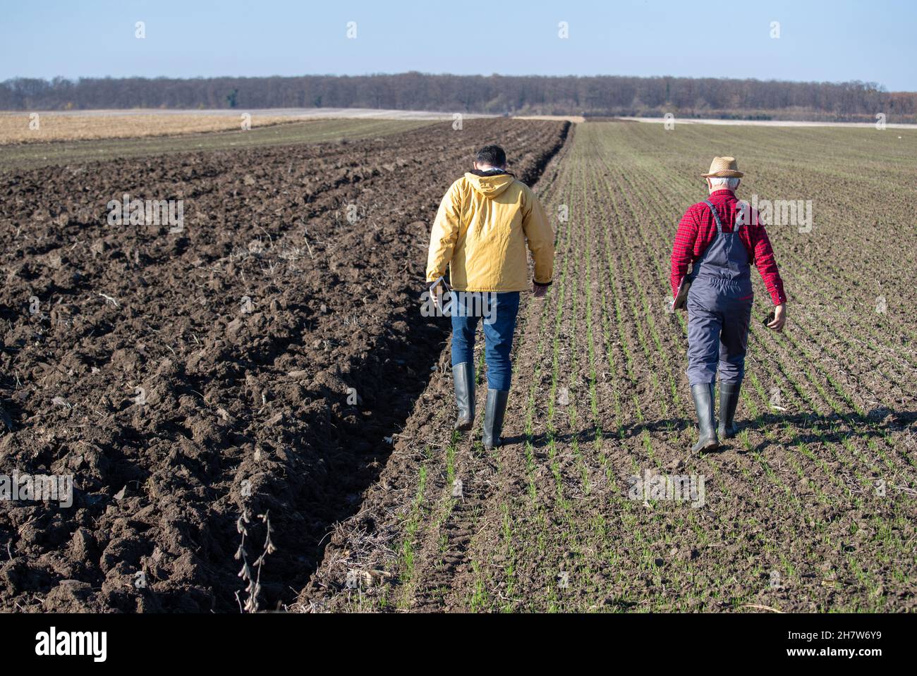 Vista posteriore di due agricoltori che camminano in campi arati con colture di grano giovane in autunno Foto Stock