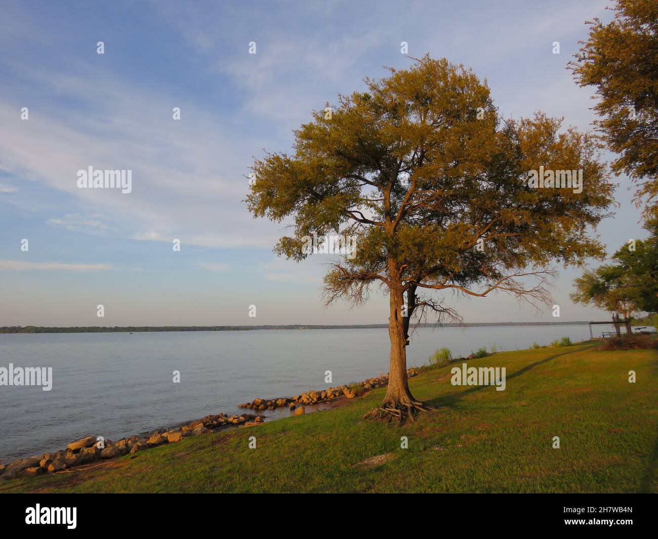 Albero sulla riva del lago Texoma Red River Valley al tramonto Foto Stock