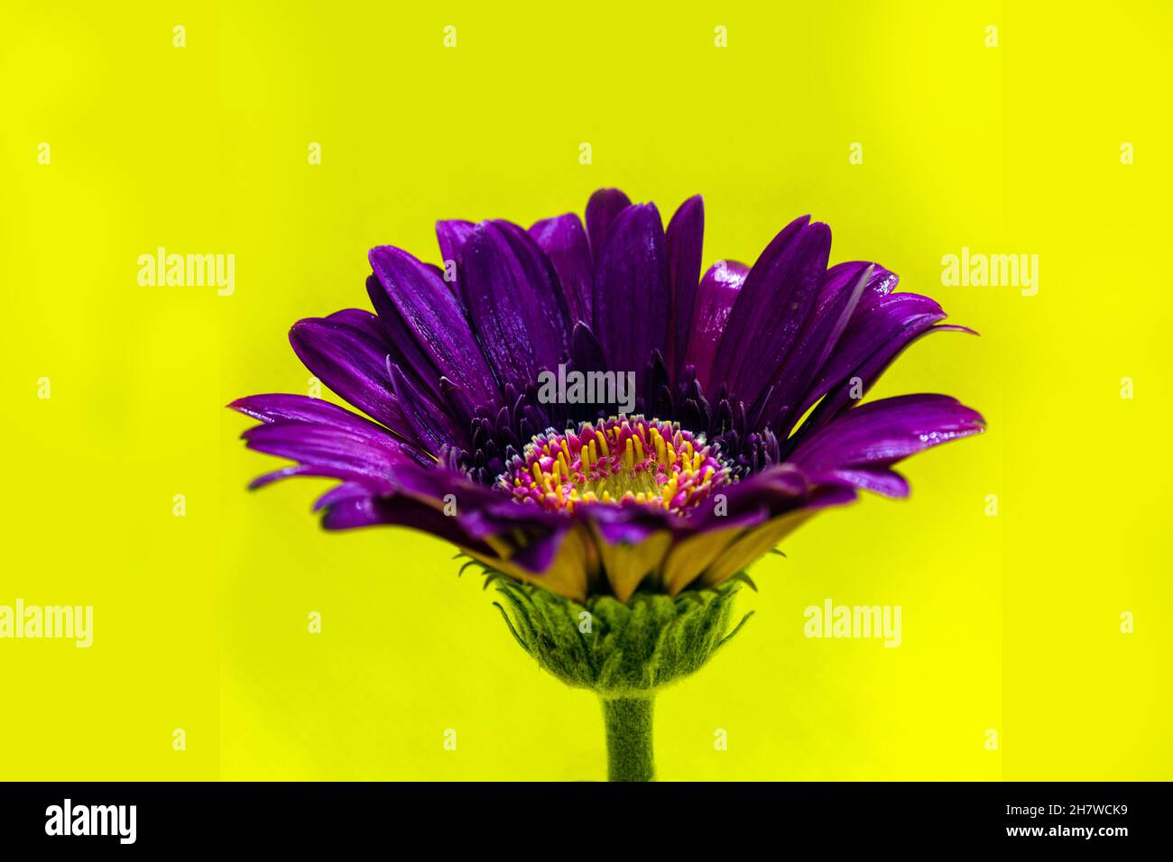 Viola viola Gerbera Fiore con petali bagnati su sfondo giallo Foto Stock