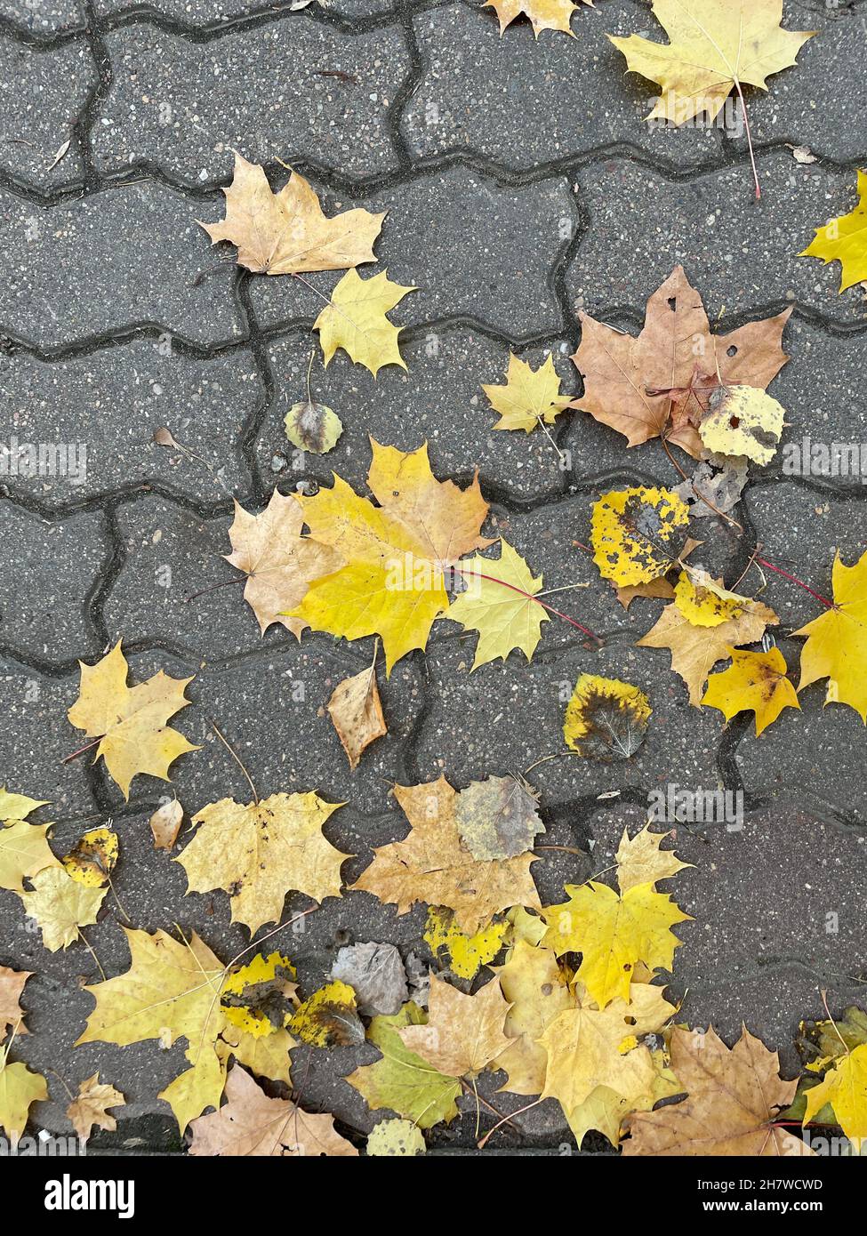 Sfondo autunnale con foglie di acero multicolore a terra. Foto Stock