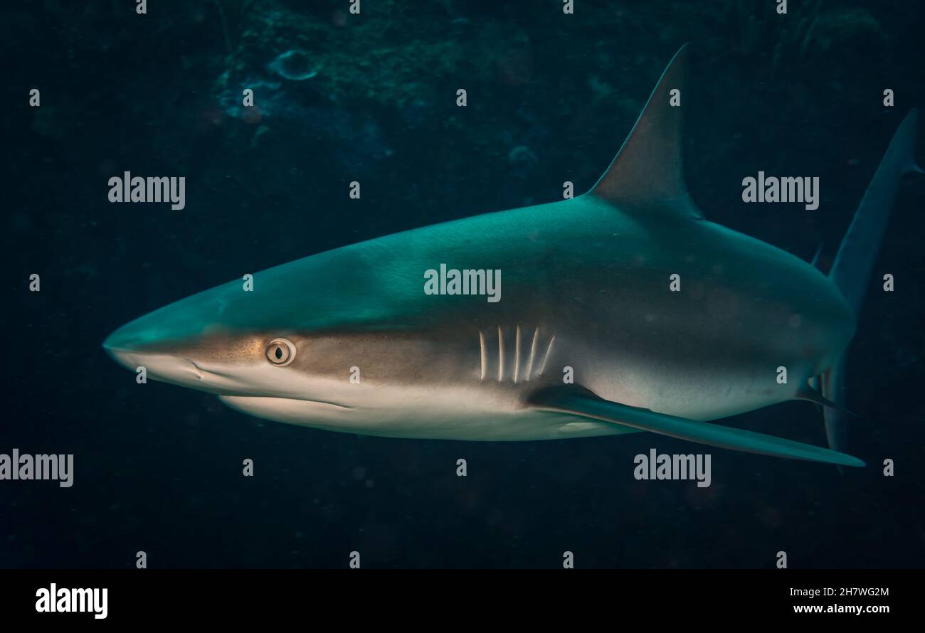Squalo della barriera corallina caraibica (Carcharhinus perezi) sulla barriera corallina al largo dell'isola caraibica olandese di Sint Maarten Foto Stock