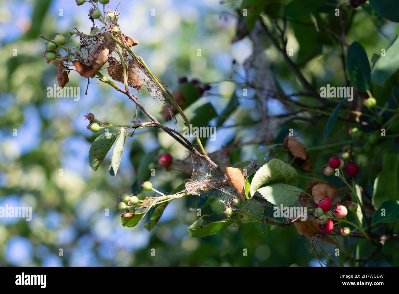 Rami di un albero di frutta in una rete con larve di insetti nocivi. Lavorazione del giardino e controllo della peste. Giardinaggio, agricoltura. Foto Stock