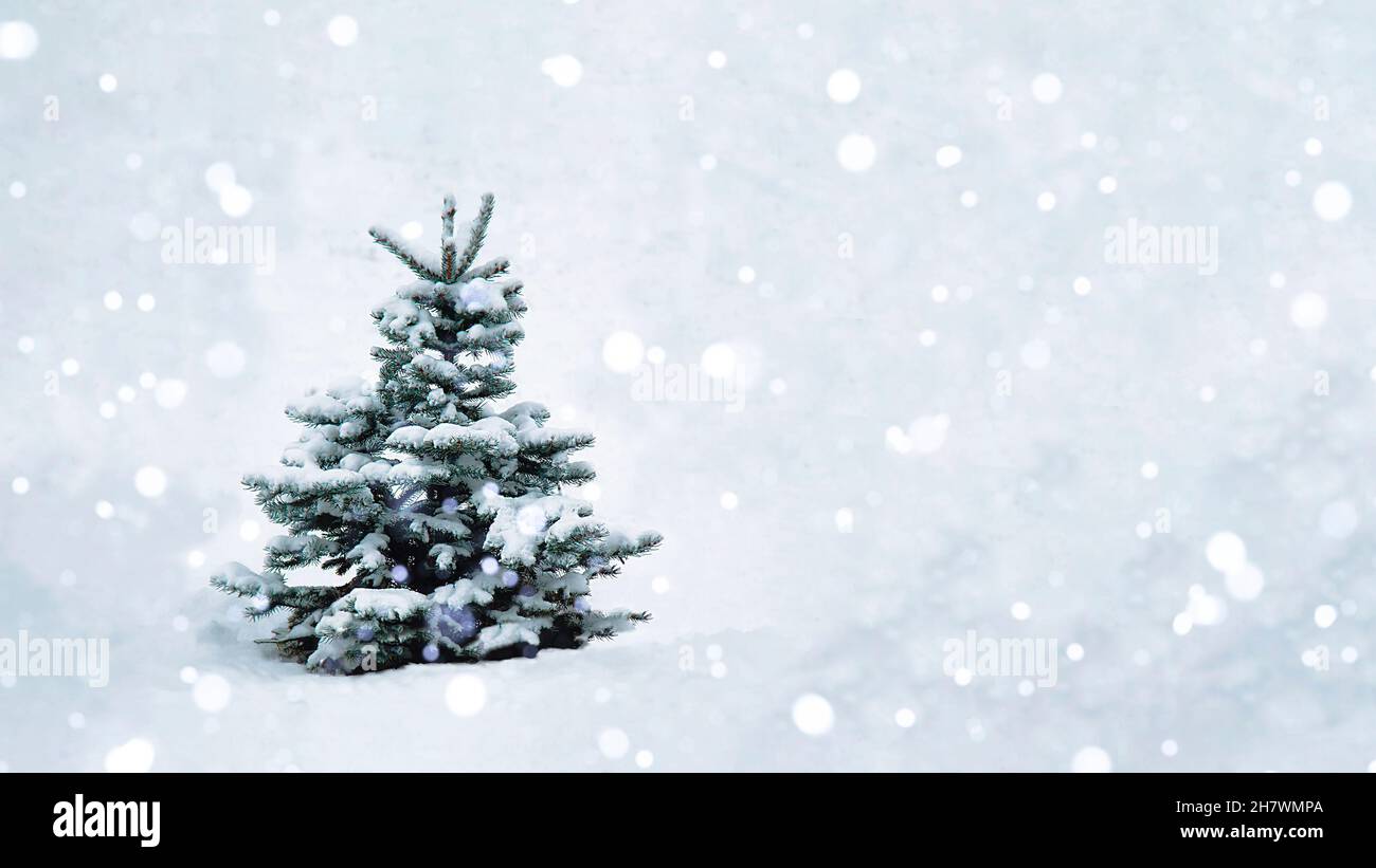 Un albero di Natale con neve sui rami in uno spazio aperto si erge in una nevicata. Bianco fotografico per design. Spazio copia Foto Stock