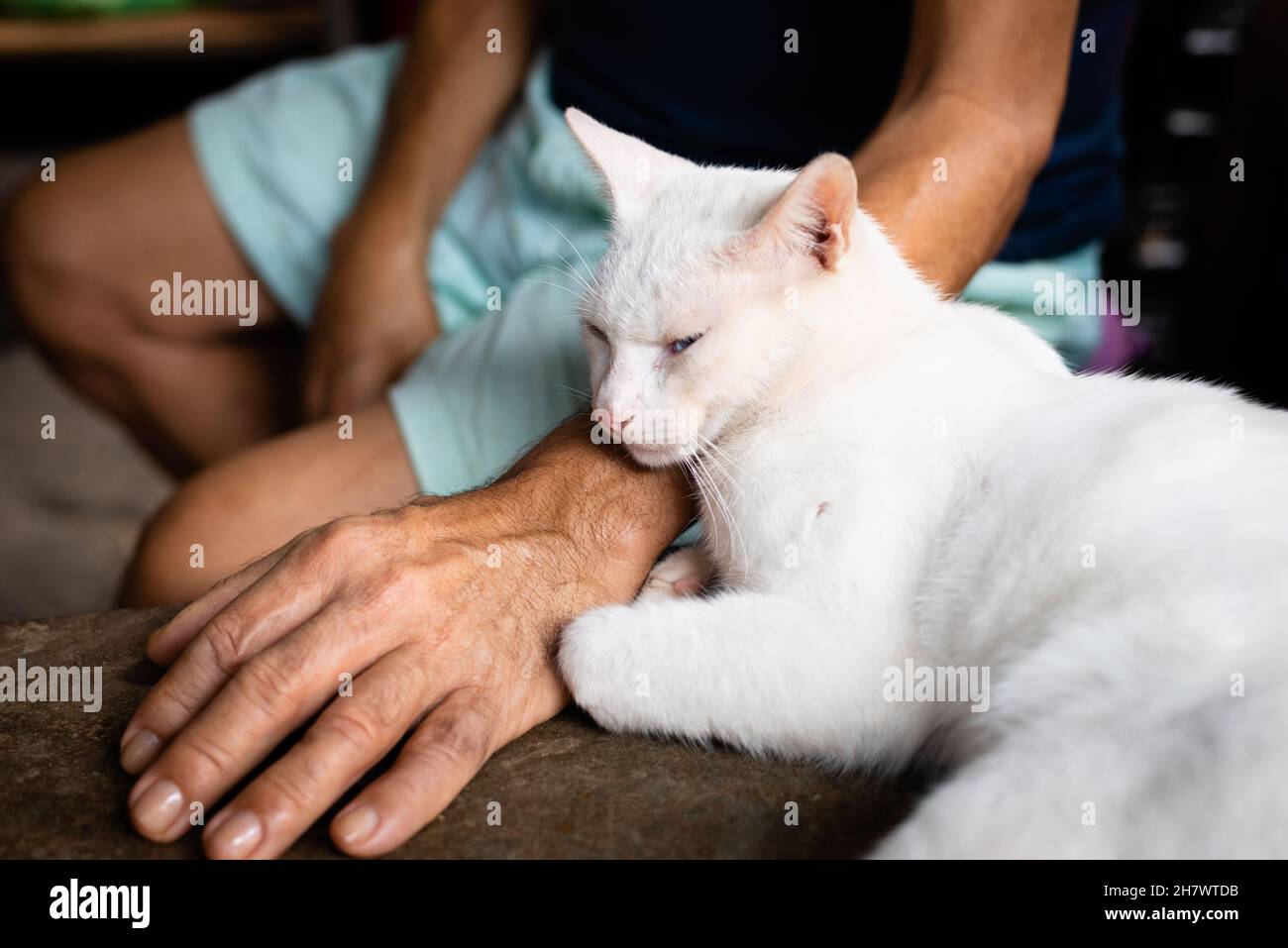 Gatto adulto bianco con occhi blu appoggiato sul braccio dell'amico. Sao Joaquim Fiera, Salvador, Bahia, Brasile. Foto Stock