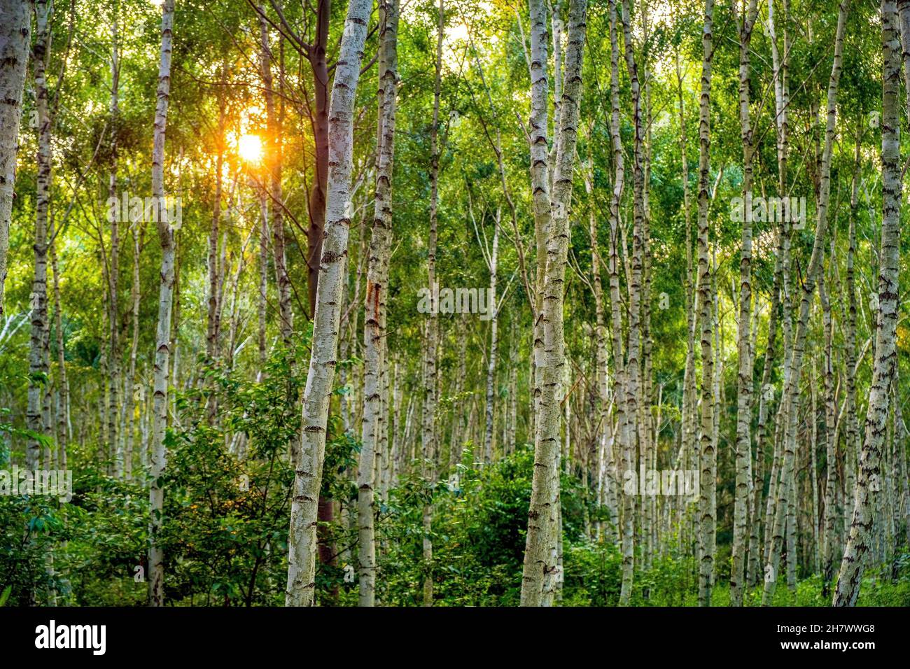 Paesaggio estivo di giovane foresta di betulla argentata - latin Betula pendula - nella foresta di Las Kabacki a Varsavia, nel centro della Polonia Foto Stock