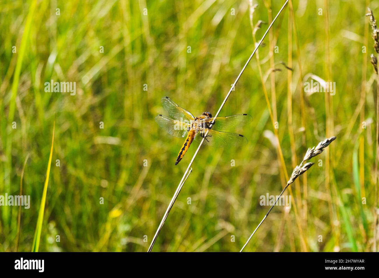 Una libellula siede su un gambo di erba alta del prato. Foto estate brillante. Foto Stock