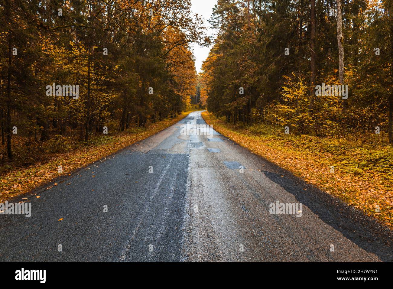 strada asfaltata vuota e bella foresta colorata in autunno Foto Stock