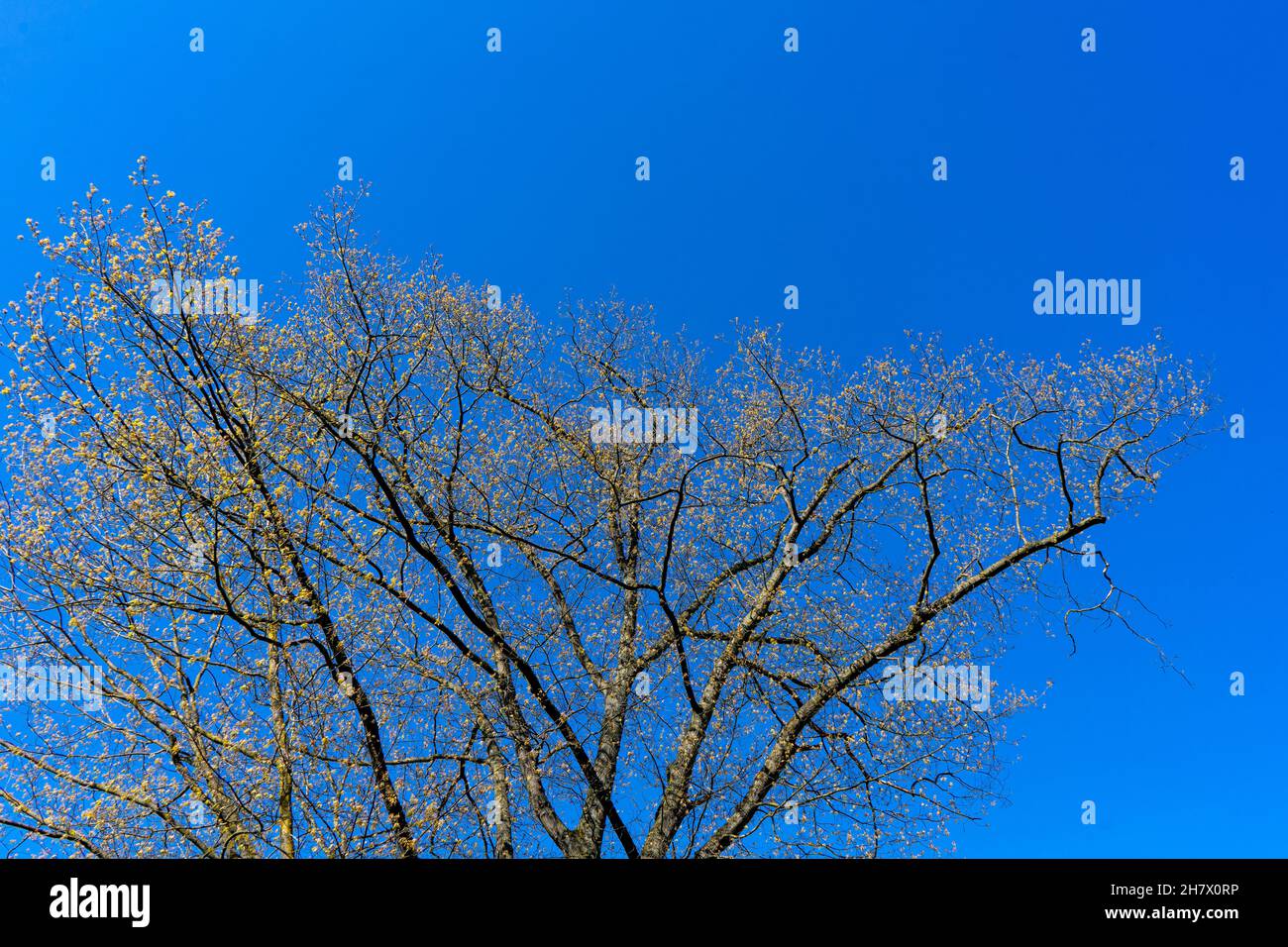 Baumäste im Himmel Foto Stock