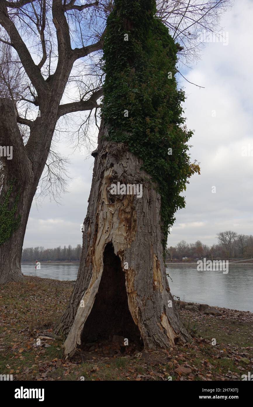 Tronco di quercia cavo soprastato da edera sulla riva del fiume Reno in un grigio giorno d'autunno, Altrhein area ricreativa Kollerinsel , Brühl, Germania Foto Stock