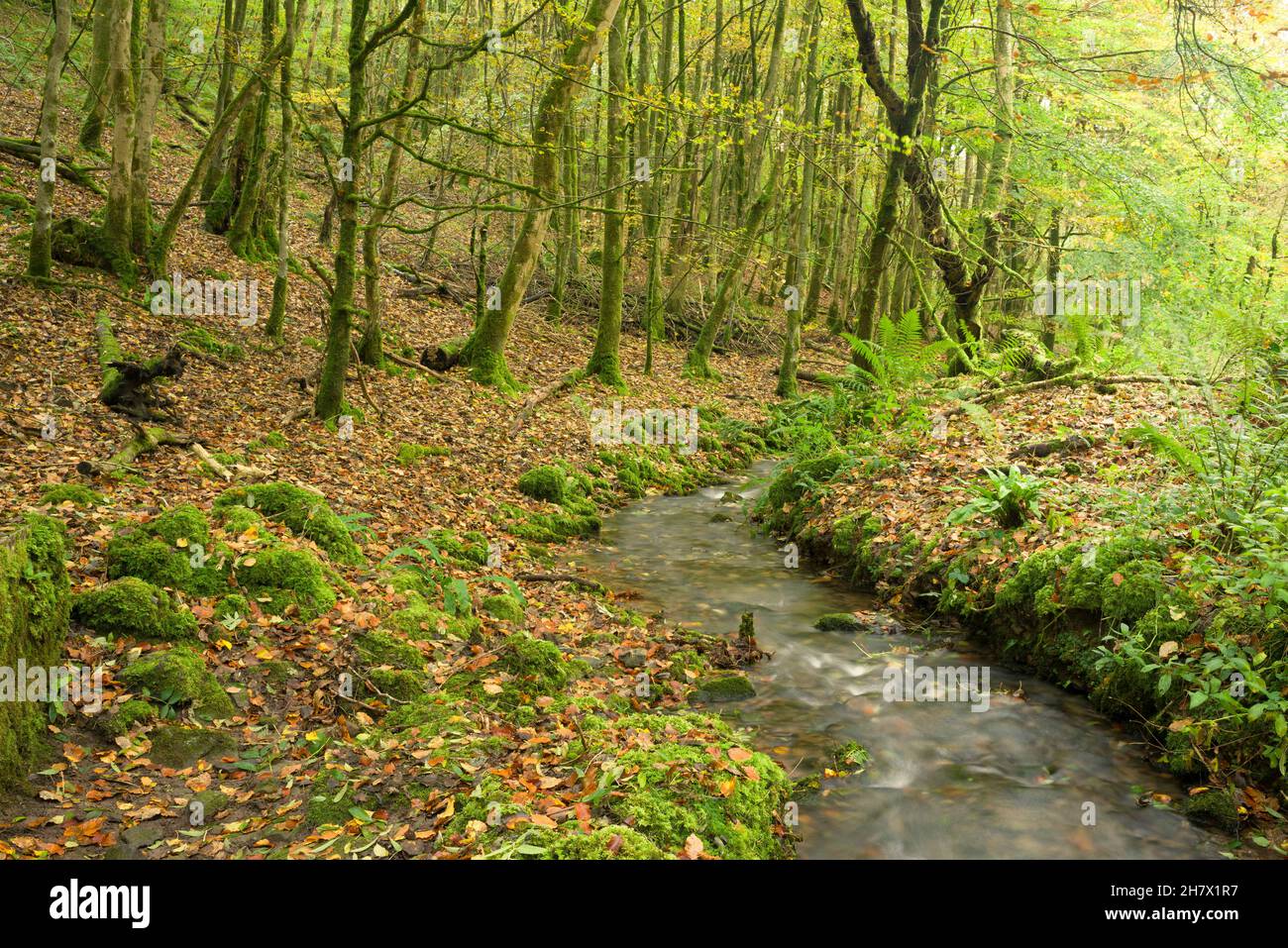 Il torrente a Long Wood in autunno nel Mendip Hills National Landscape vicino a Cheddar, Somerset, Inghilterra. Foto Stock