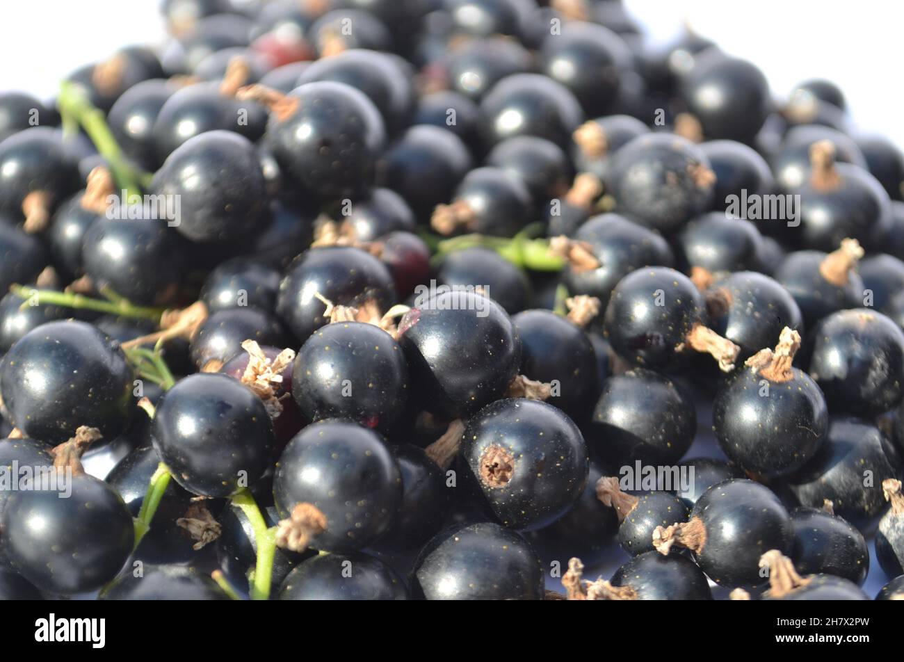 Heap isolato di frutti di ribes nero su uno sfondo bianco ombreggiato. Macro. Foto Stock