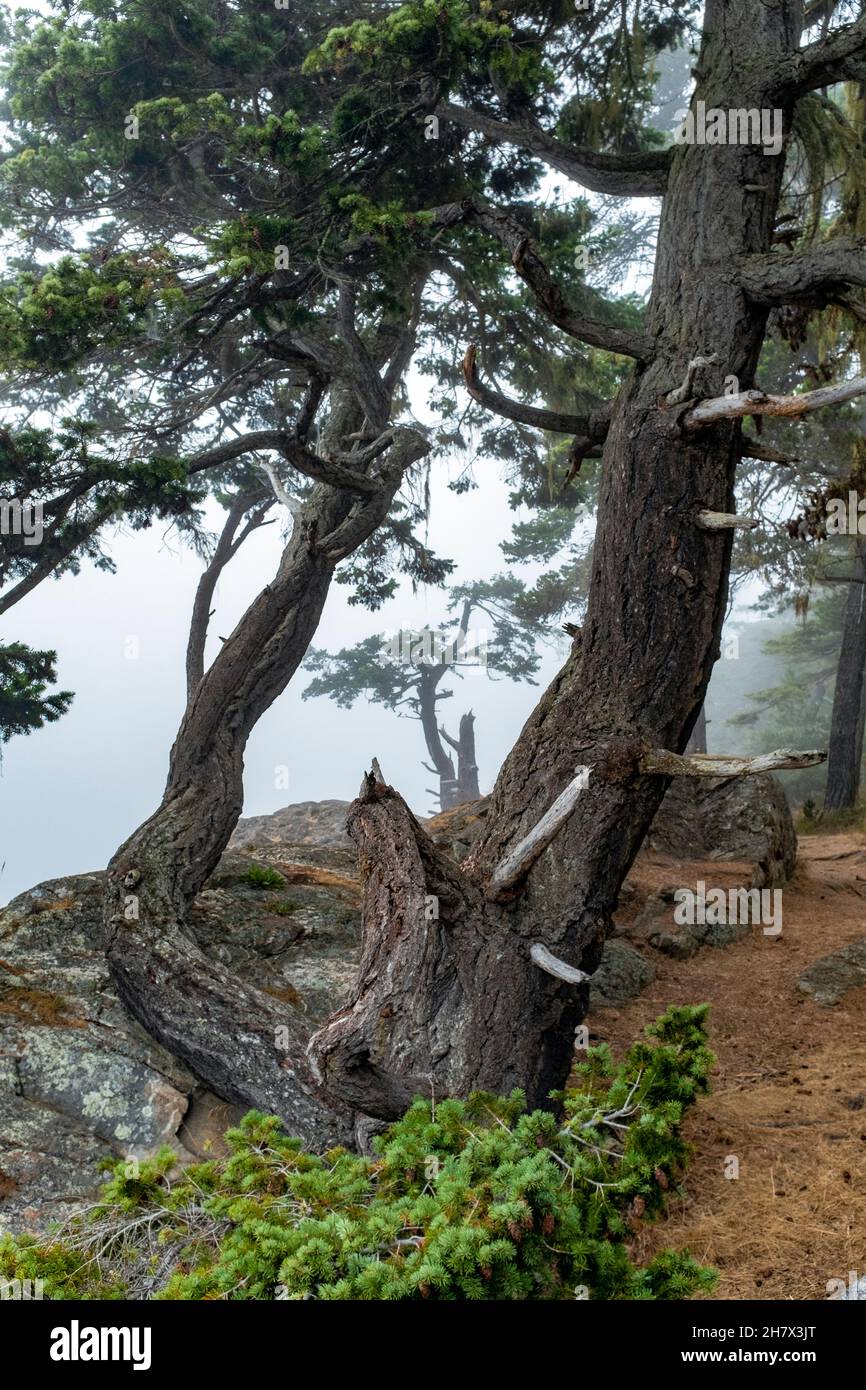 WA20425-00....WASHINGTON - alberi nella nebbia allo Shark Reef Sanctuary County Park sull'Isola di Lopez, gruppo delle Isole San Juan. Foto Stock