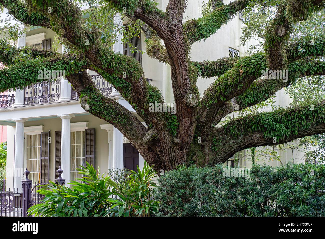 NEW ORLEANS, LA - 2 DICEMBRE 2020: Vasto albero di quercia vivo di fronte al Lower Garden District Mansion Foto Stock