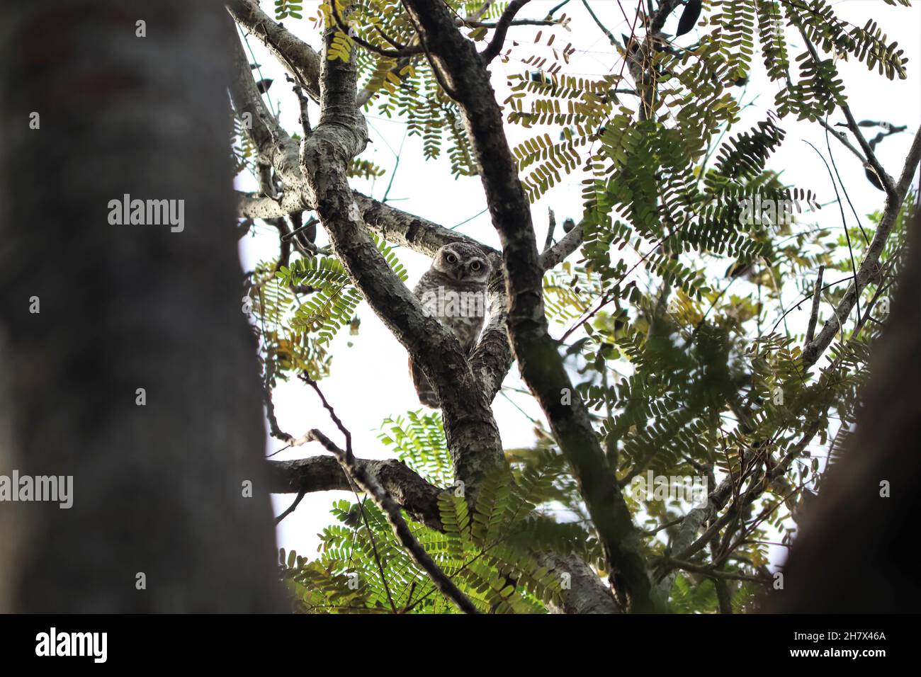 Il piccolo gufo è seduto su un ramo di un albero Foto Stock