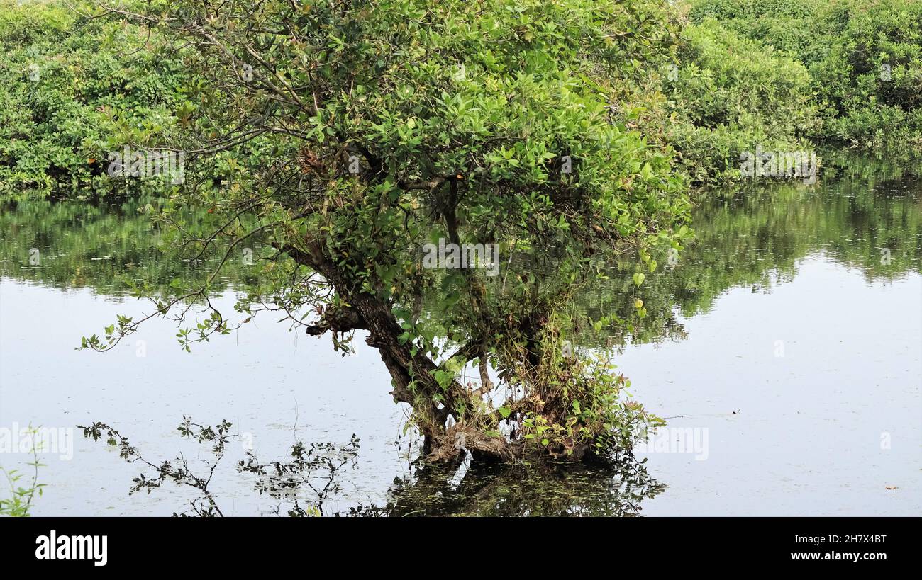 Un albero con mosaico verde in mezzo all'acqua Foto Stock