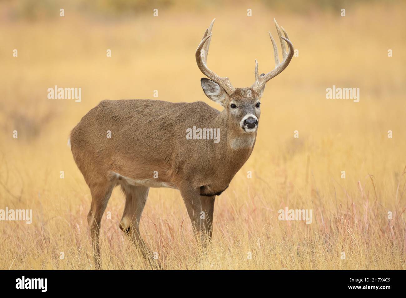 Cervi dalla coda bianca durante il rut di novembre Foto Stock