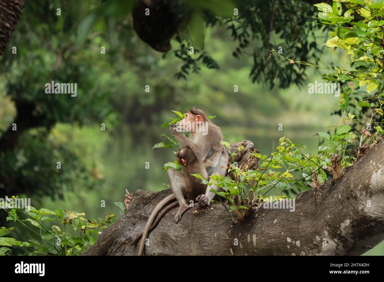 (macaca radiata) una scimmia madre con il suo cucciolo seduto su un albero Foto Stock