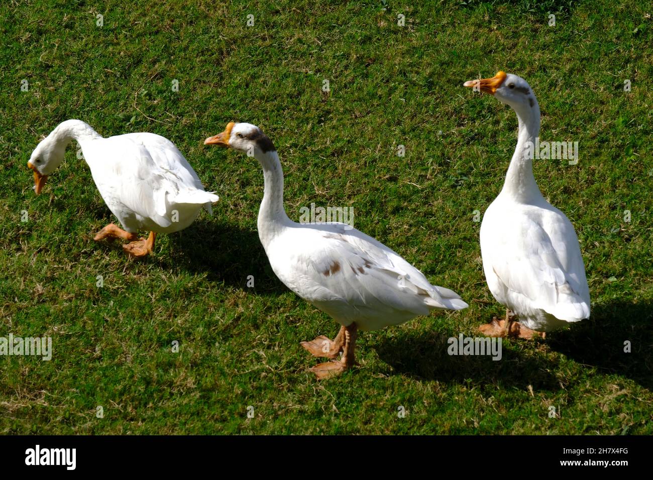 Una famiglia di Peking anatre bianche nazionali a piedi sul prato verde in primavera, uccelli domestici. Foto Stock
