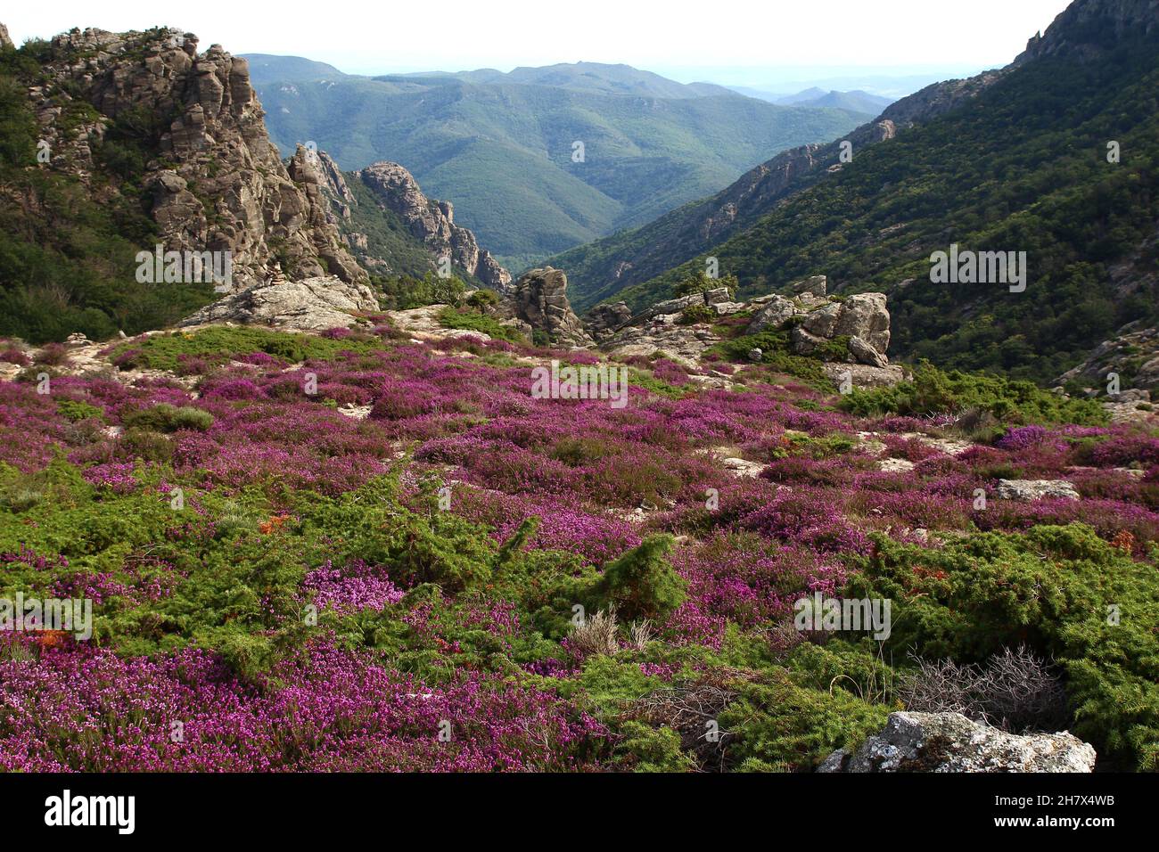 L'altopiano di Caroux, vicino alle gole Colombières (Hérault, Haut Languedoc, Francia), coperto in erica nel mese di luglio. Foto Stock