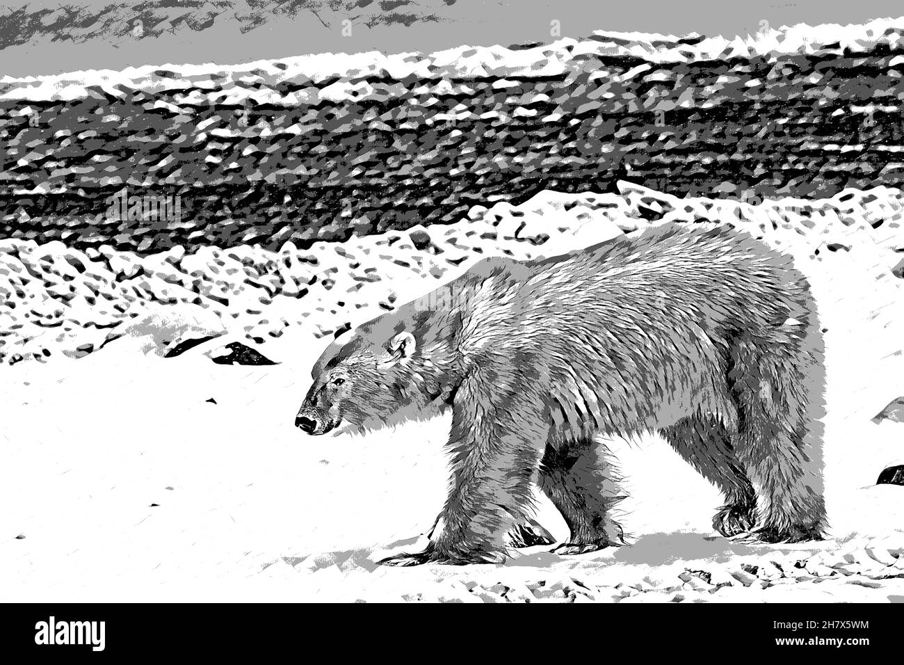 Canada, Manitoba, Churchill. Orso polare (SELVATICO: Ursus maritimus) computer art B&W Foto Stock