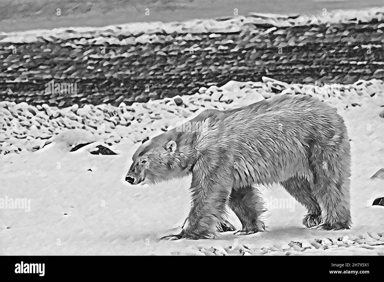 Canada, Manitoba, Churchill. Orso polare (SELVATICO: Ursus maritimus) computer art. Foto Stock