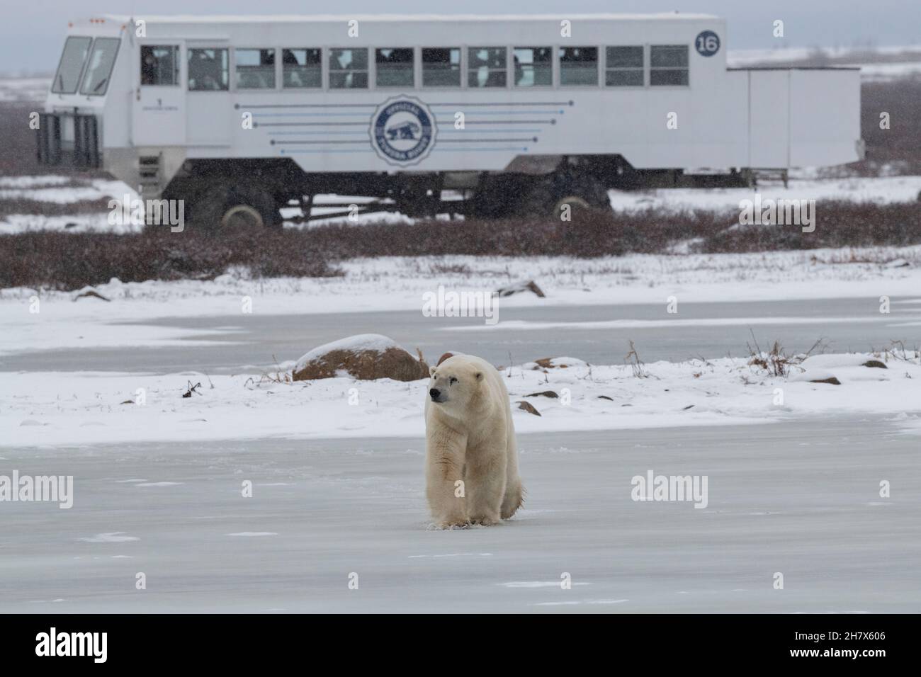 Canada, Manitoba, Churchill. Orso polare (SELVAGGIO: Ursus maritimus) autunno turisti viste orso polare da Tundra Buggy. Solo editoriale. Foto Stock