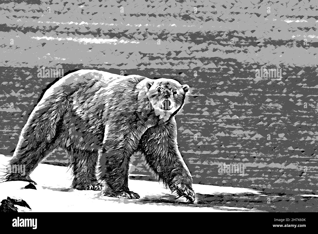 Canada, Manitoba, Churchill. Orso polare maschio maturo con cicatrice sopra il suo occhio. (WILD: Ursus maritimus) computer art. Foto Stock