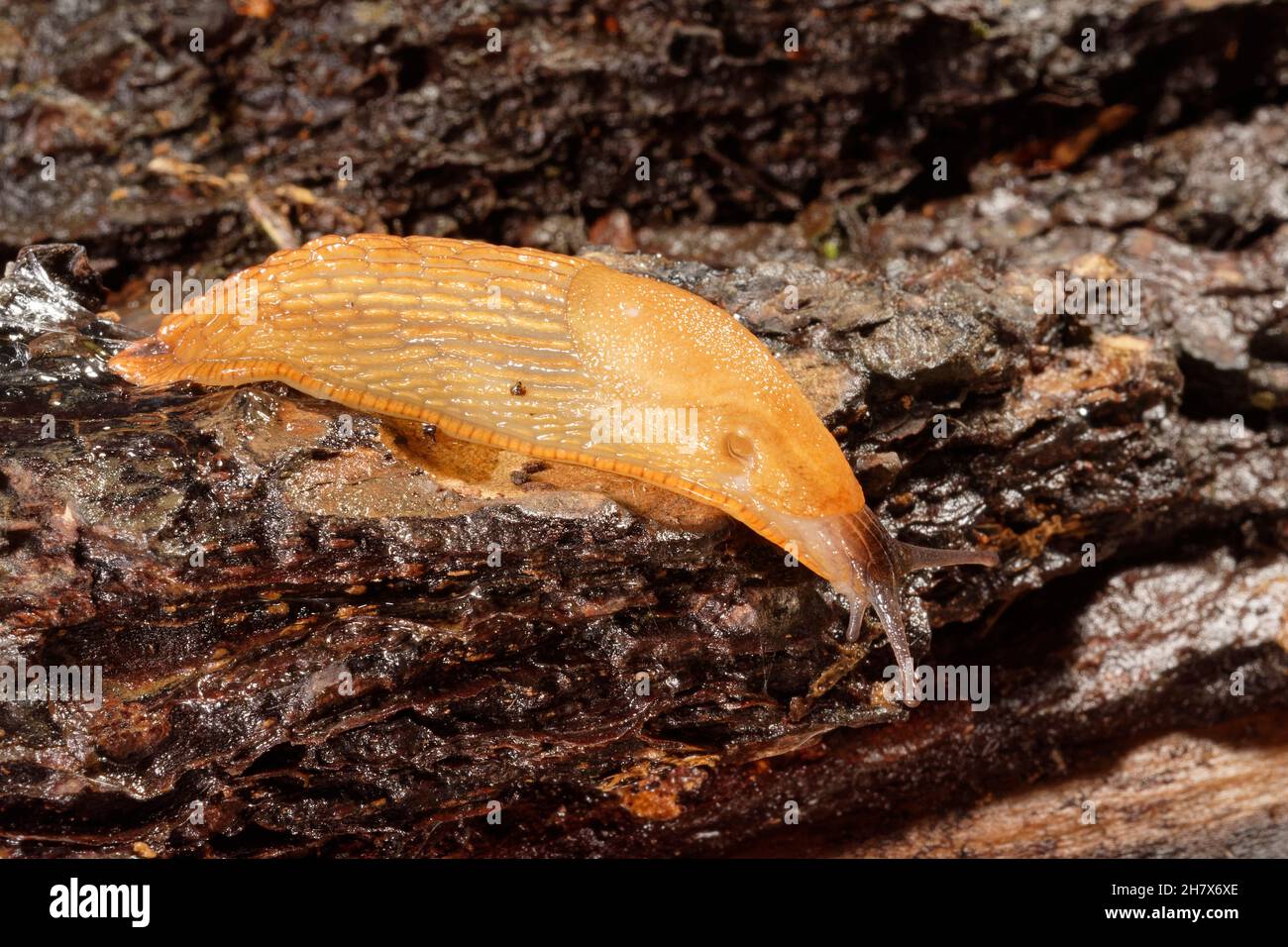 Durham / Green-soled Slug (Arion flagellus), forma arancione, strisciando su un vecchio ceppo in un giardino di notte, Wiltshire, Regno Unito, ottobre. Foto Stock