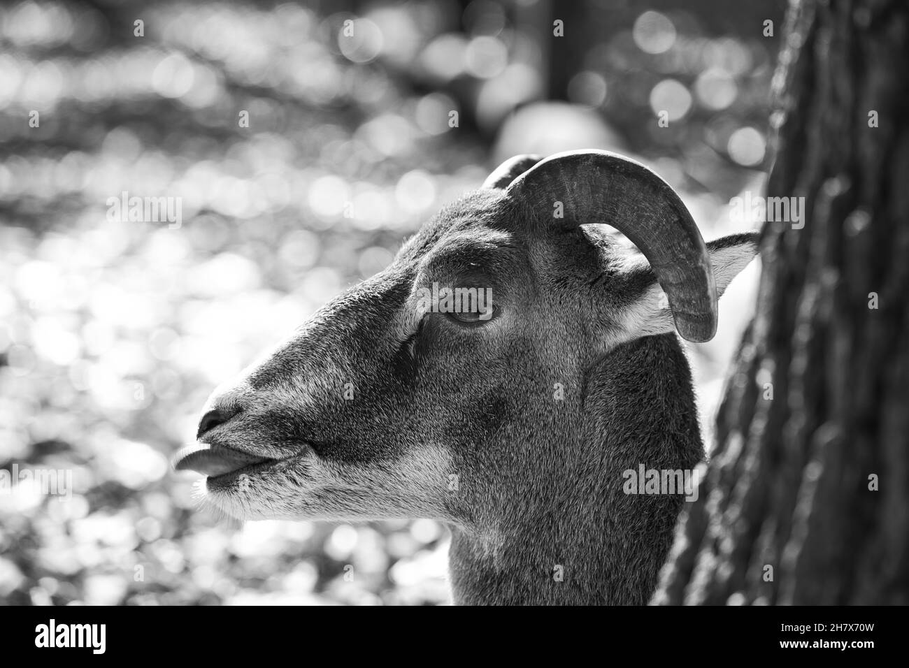 Il cervo con la lingua di fuori Foto Stock