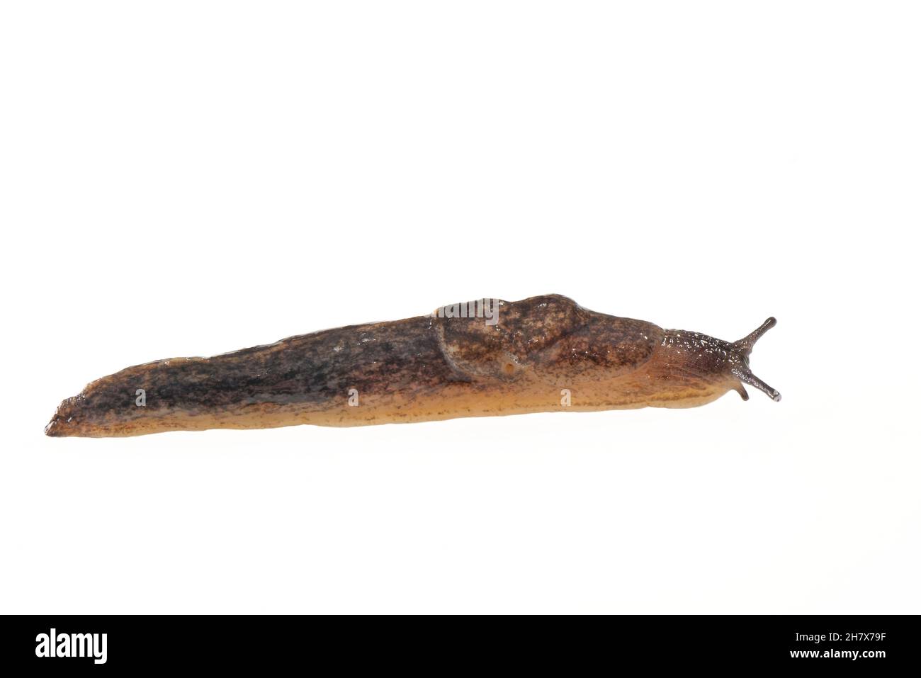 Sowerby’s keled Slug (Tandonia sowerbyi) che striscia su uno sfondo bianco, Wiltshire, Regno Unito, ottobre. Foto Stock