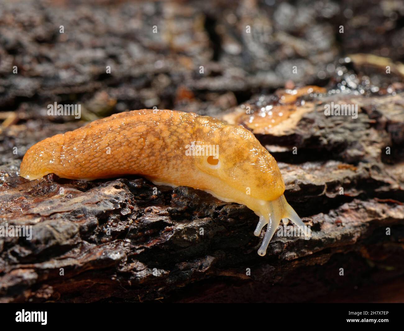 Slug cantina gialla (Limacus flavus) strisciando su un vecchio ceppo in un giardino di notte, Wiltshire, Regno Unito, ottobre. Foto Stock