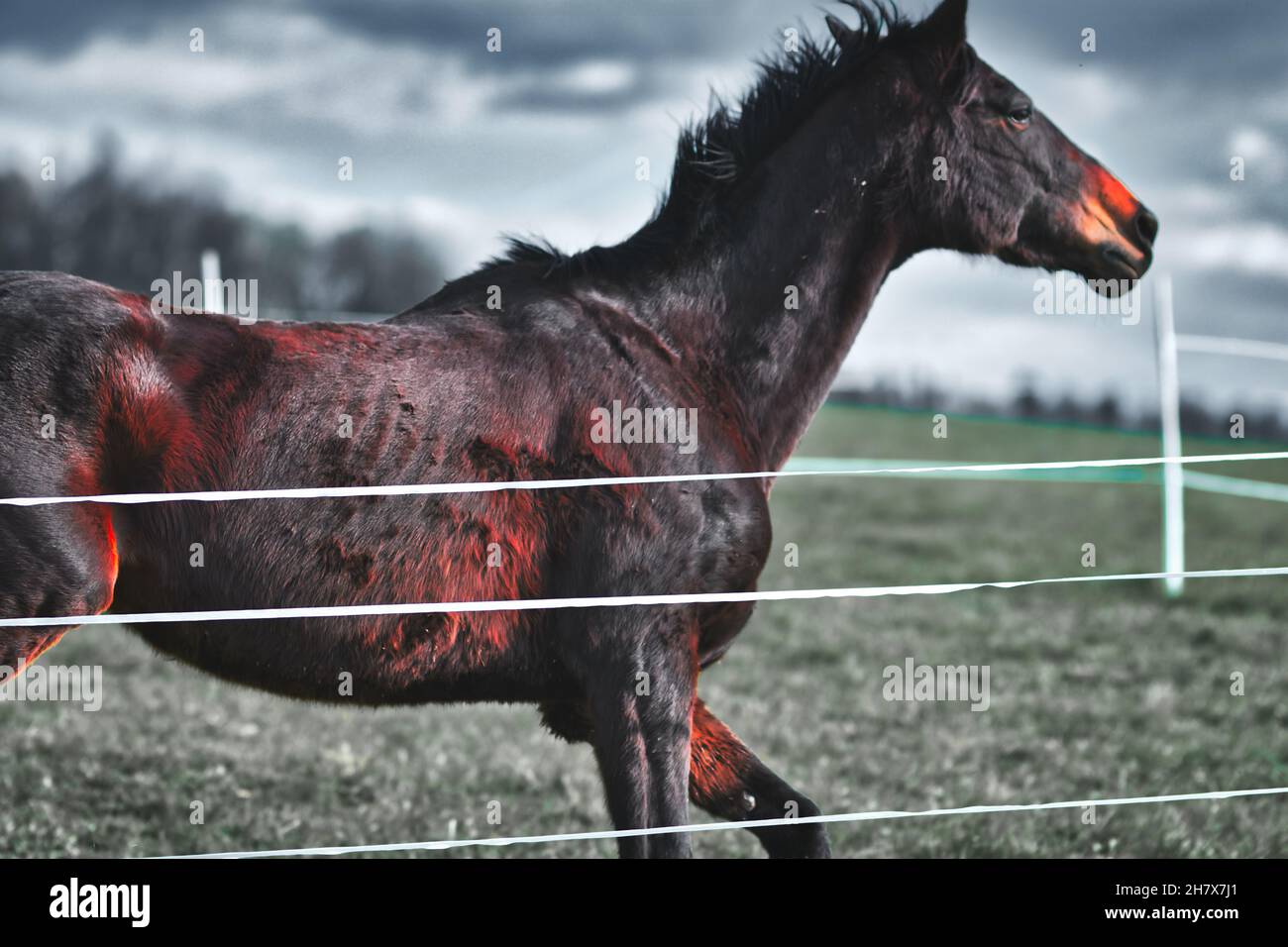 Cavallo bruno purosangue in estate. Foto Stock