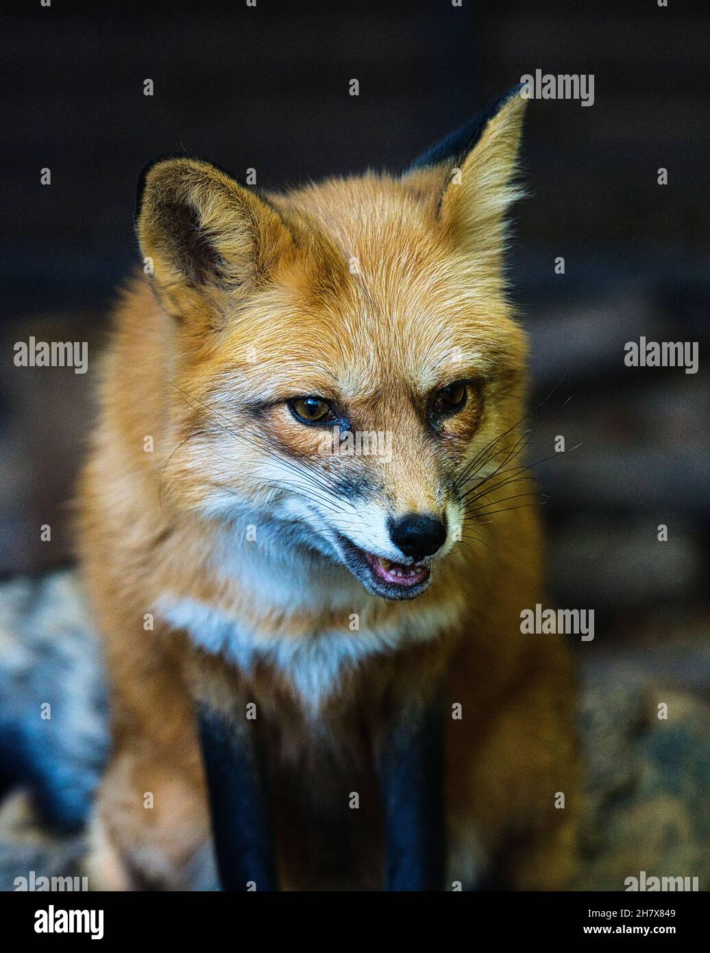 Giovane volpe seduta per il ritratto Foto Stock