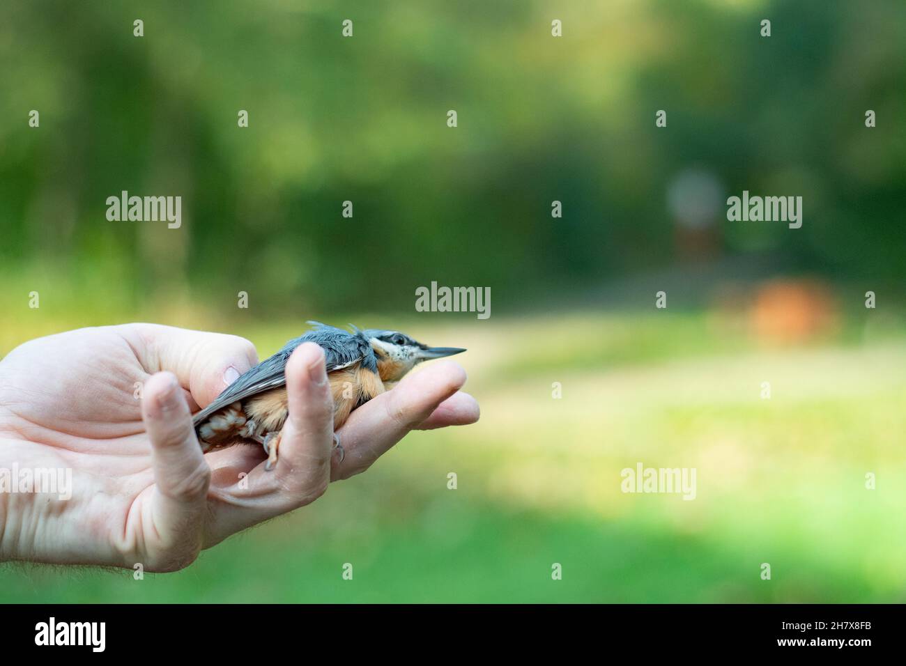 Nuthatch è stato inanellato a cresswell Crags Foto Stock