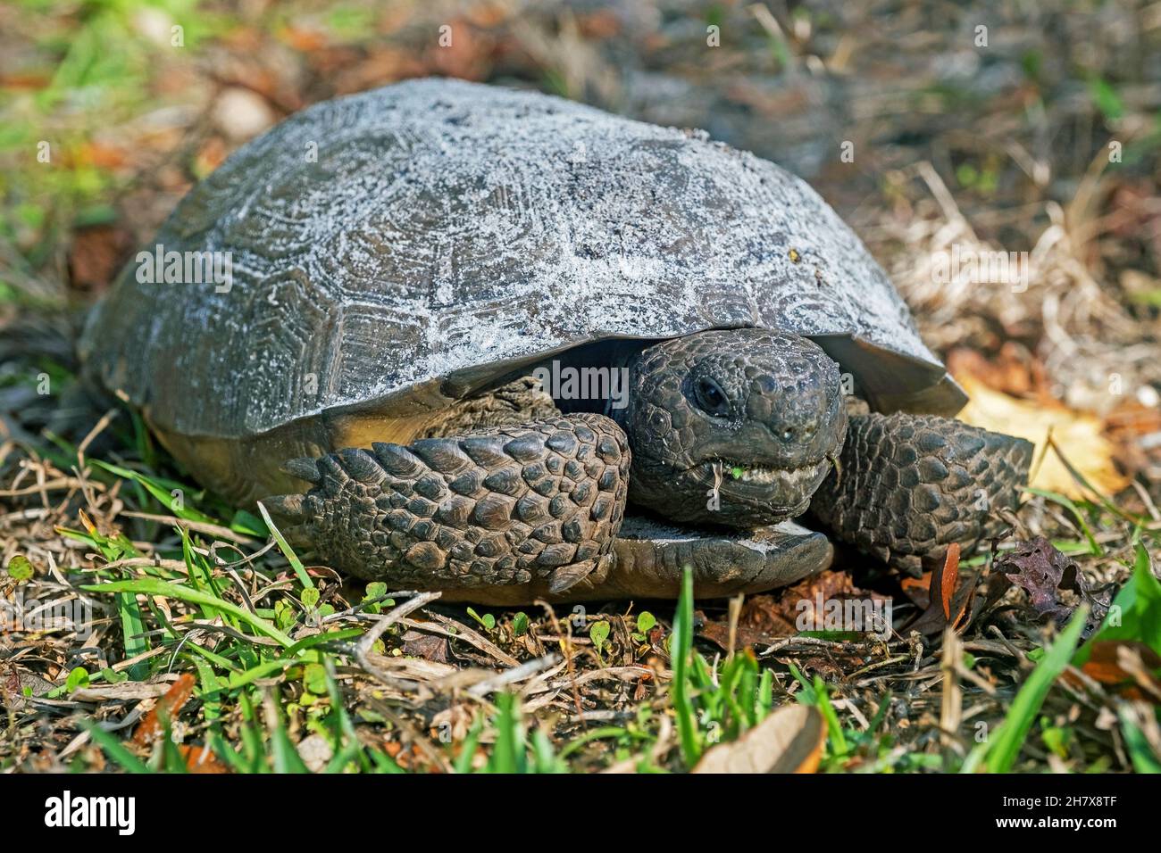 Gopher tartaruga (Gopherus polyphemus) nella foresta nazionale di Ocala, Marion County, Florida, Stati Uniti / USA Foto Stock