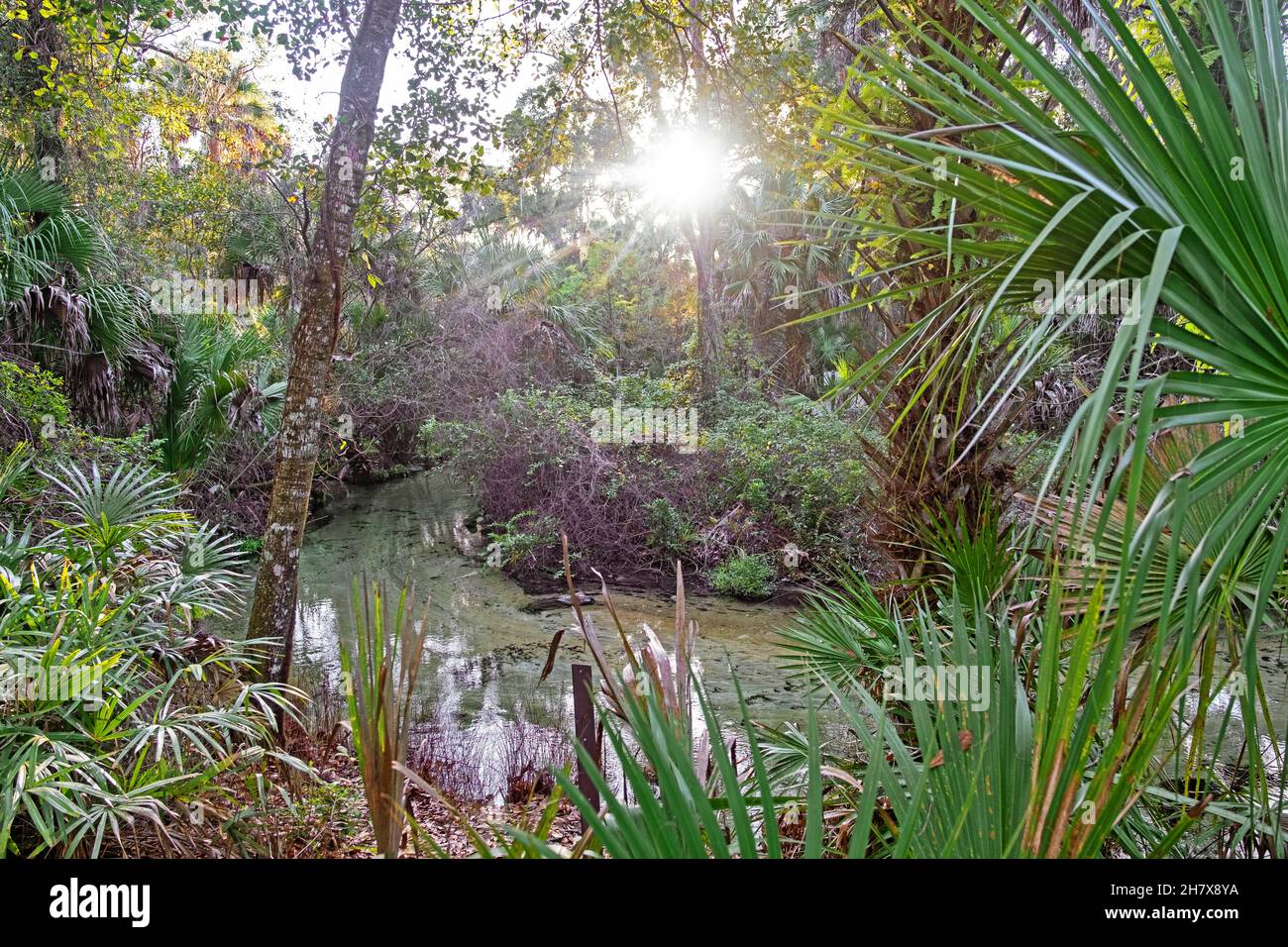 Foresta subtropicale a Juniper Springs Recreation Area nella Ocala National Forest ad est di Ocala, Marion County, Florida, Stati Uniti / USA Foto Stock